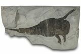 Eurypterus (Sea Scorpion) Fossil - New York #310237-1
